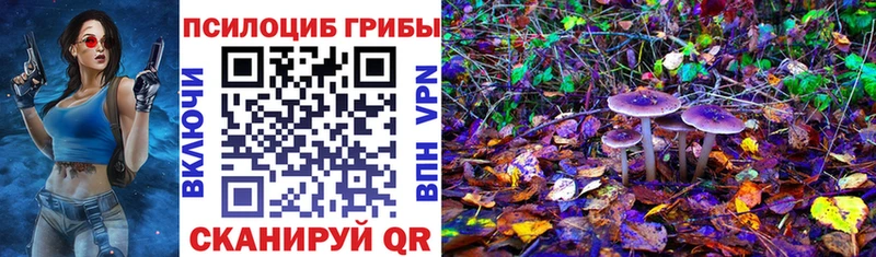 Купить Струнино Псилоцибиновые грибы Psilocybe